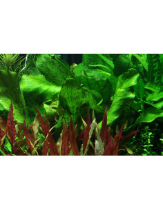 Echinodorus 'Ozelot Green'- Tropica Tropica - 2