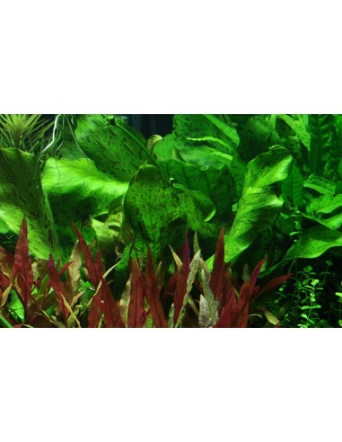 Echinodorus 'Ozelot Green'- Tropica Tropica - 2