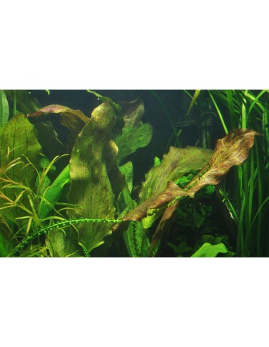 Echinodorus 'Ozelot'- Tropica Tropica - 2