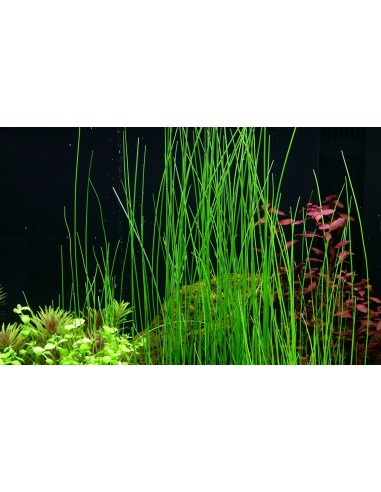 Eleocharis species  - 2