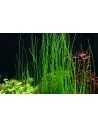 Eleocharis species  - 2