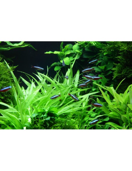 Helanthium bolivianum 'Magdalenensis'  - 2