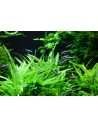 Helanthium bolivianum 'Magdalenensis'  - 2