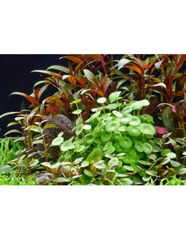 Hydrocotyle verticillata  - 2
