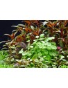 Hydrocotyle verticillata  - 2