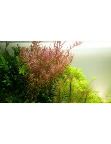 Rotala rotundifolia  - 2