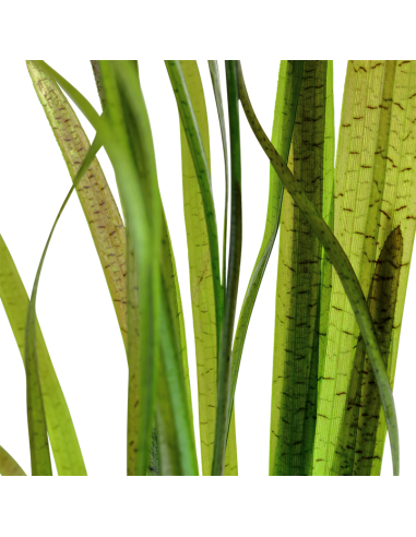Vallisneria spiralis 'Leopard'  - 2