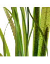 Vallisneria spiralis 'Leopard'  - 2