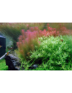 Rotala wallichii - Aquabota.com