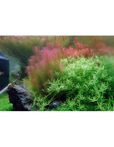 Rotala wallichii - Aquabota.com