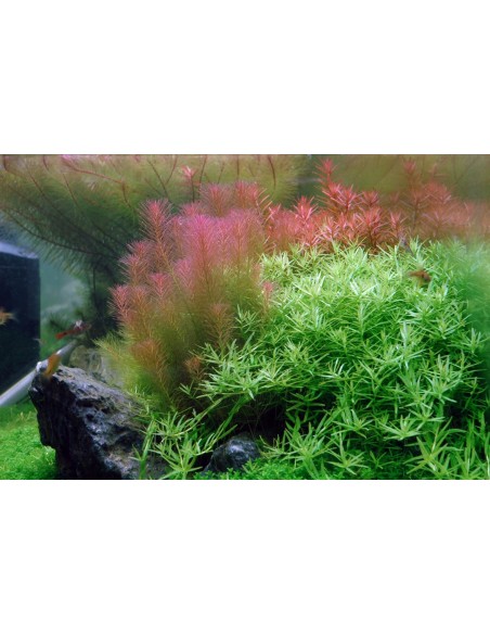 Rotala wallichii - Aquabota.com