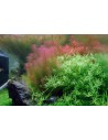 Rotala wallichii - Aquabota.com