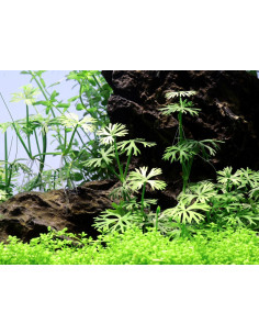 Ranunculus inundatus  - 2