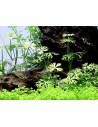 Ranunculus inundatus  - 2