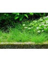 Eleocharis parvula  - 2