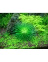 Eriocaulon cinereum - In Vitro Cup Tropica Tropica - 2