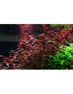 Ludwigia sp. 'Mini Super Red'  - 3