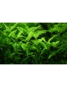 Hygrophila polysperma  - 2