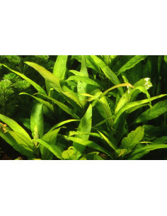 Hygrophila corymbosa 'Siamensis'  - 3