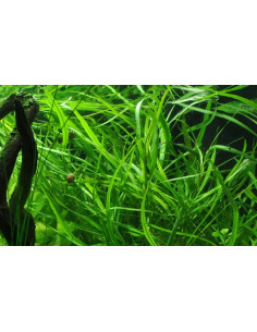 Hygrophila salicifolia  - 2