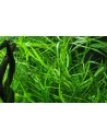 Hygrophila salicifolia  - 2