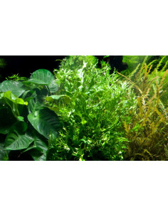 Microsorum pteropus 'Windelov'  - 3