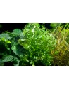 Microsorum pteropus 'Windelov'  - 3