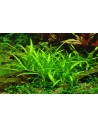 Sagittaria subulata  - 2