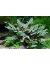 Cryptocoryne wendtii 'Brown'  - 3