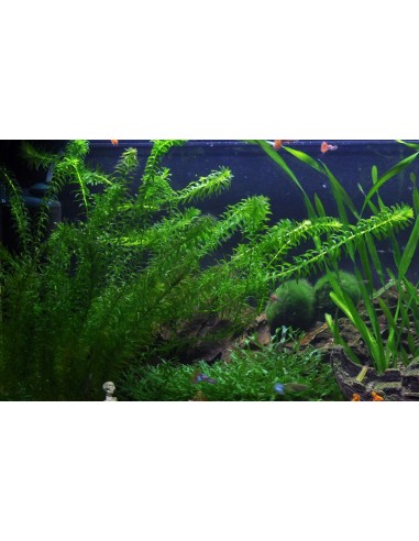Egeria densa  - 2