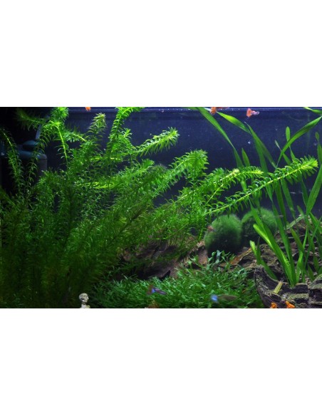 Egeria densa  - 2