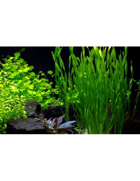 Vallisneria asiatica  - 2