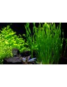 Vallisneria asiatica  - 2