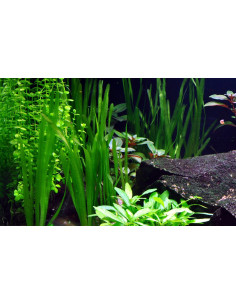 Vallisneria gigantea  - 3