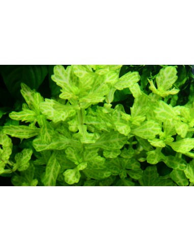 Trichocoronis rivularis Variegatus  - 2