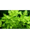 Trichocoronis rivularis Variegatus  - 2