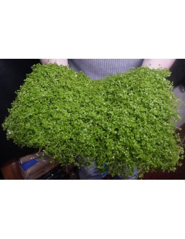 Tapis Micranthemum Montecarlo 60x40cm  - 1