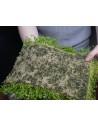 Tapis Micranthemum Montecarlo 60x40cm  - 2