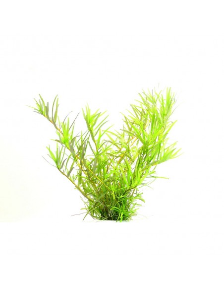 Rotala Rotundifolia sp. Wayanad  - 1
