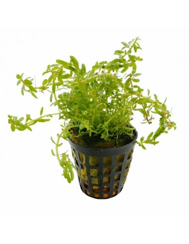 Rotala Rotundifolia sp. Wayanad  - 2