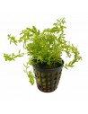 Rotala Rotundifolia sp. Wayanad  - 2