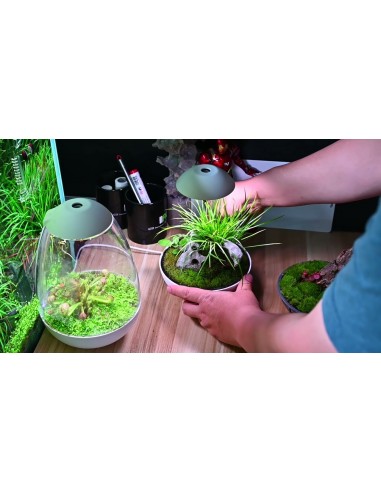 Chihiros Tiny Terrarium Egg Chihiros Aquatic - 2