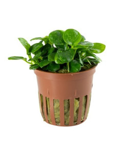 Anubias 'Mini Coin' en pot limited edition Tropica Tropica - 1