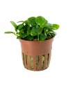 Anubias 'Mini Coin' en pot limited edition Tropica Tropica - 1