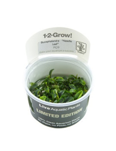 Bucephalandra sp. ’Needle Leaf’ 1-2-Grow! limited edition Tropica - 1