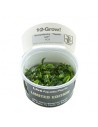 Bucephalandra sp. ’Needle Leaf’ 1-2-Grow! limited edition Tropica - 1