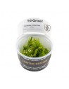 Fontinalis antipyretica 1-2-Grow! limited edition Tropica - 1