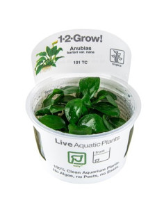 Anubias barteri nana - In Vitro Cup Tropica Tropica - 1