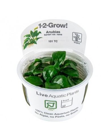 Anubias barteri nana - In Vitro Cup Tropica Tropica - 1