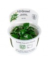 Anubias barteri nana - In Vitro Cup Tropica Tropica - 1